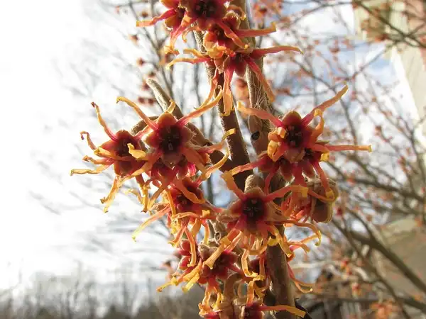 Photo of Hamamelis vernalis (Hamamelis vernaliss)