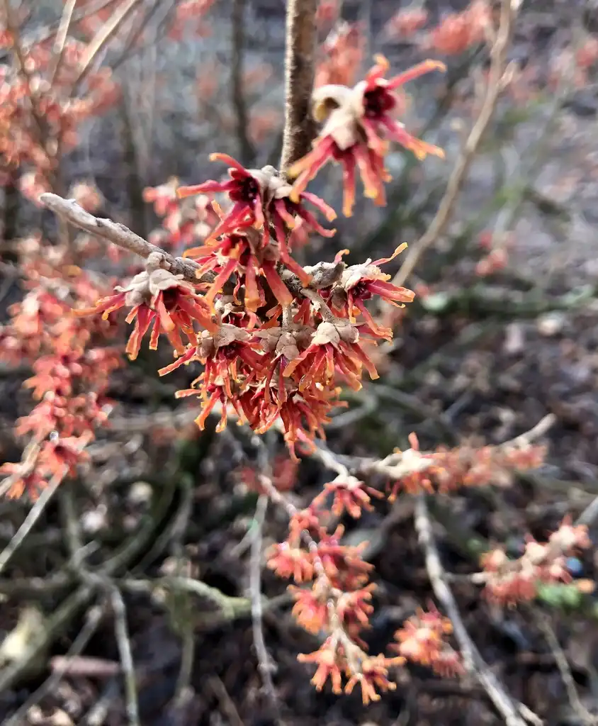 Photo of Hamamelis vernalis - Flower (Wake County, NC)-Late Winter:Cathy Dewitt
