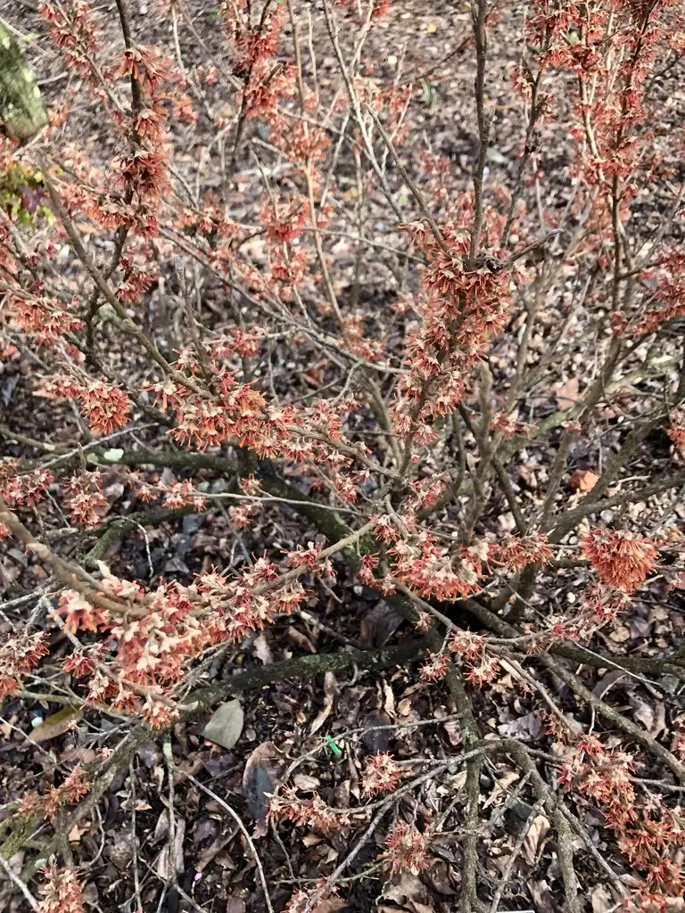 Photo of Hamamelis vernalis - 'Quasimodo' Form (Wake County, NC)-Late Winter:Cathy Dewitt