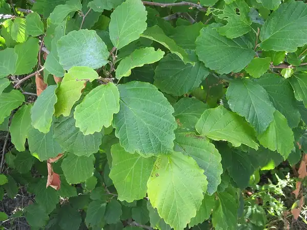 Foto de Hamamelis virginiana (Hamamelis virginianas)