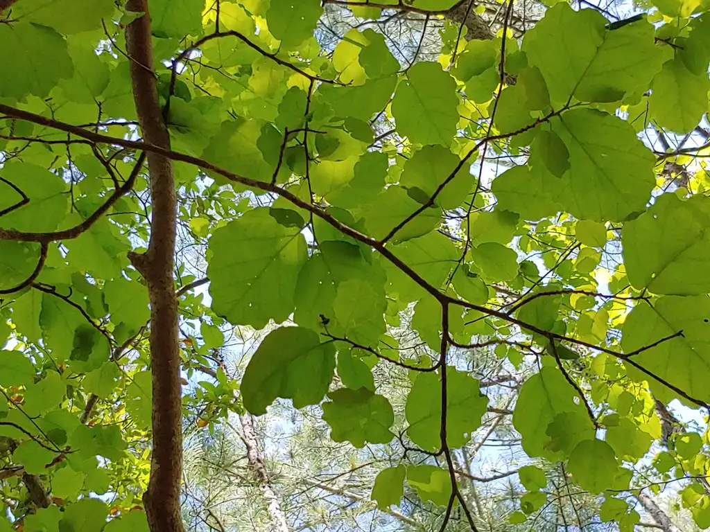 Foto de Hamamelis virginiana (Hamamelis virginianas)
