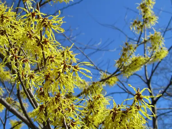Foto de Hamamelis virginiana - Hamamelis virginiana:Kurt Wagner
