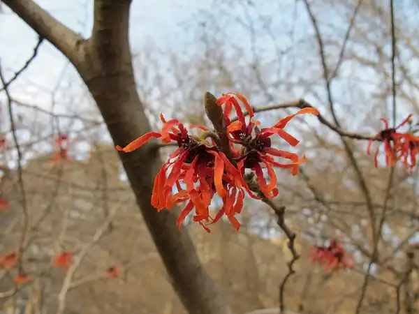 Foto de Hamamelis virginiana - Hamamelis virginiana:Kristine Paulus