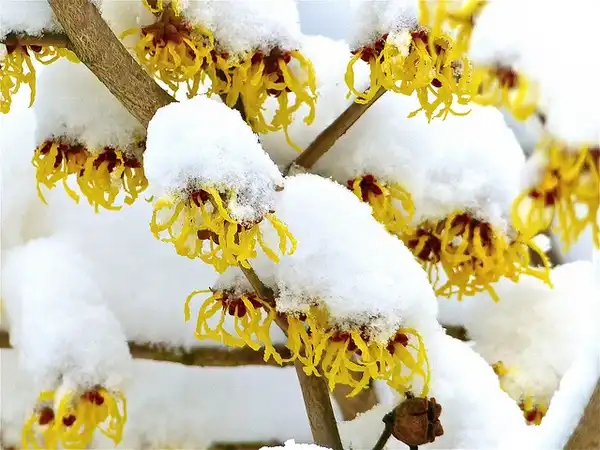 Foto de Hamamelis virginiana - Hamamelis virginiana:broombesoom
