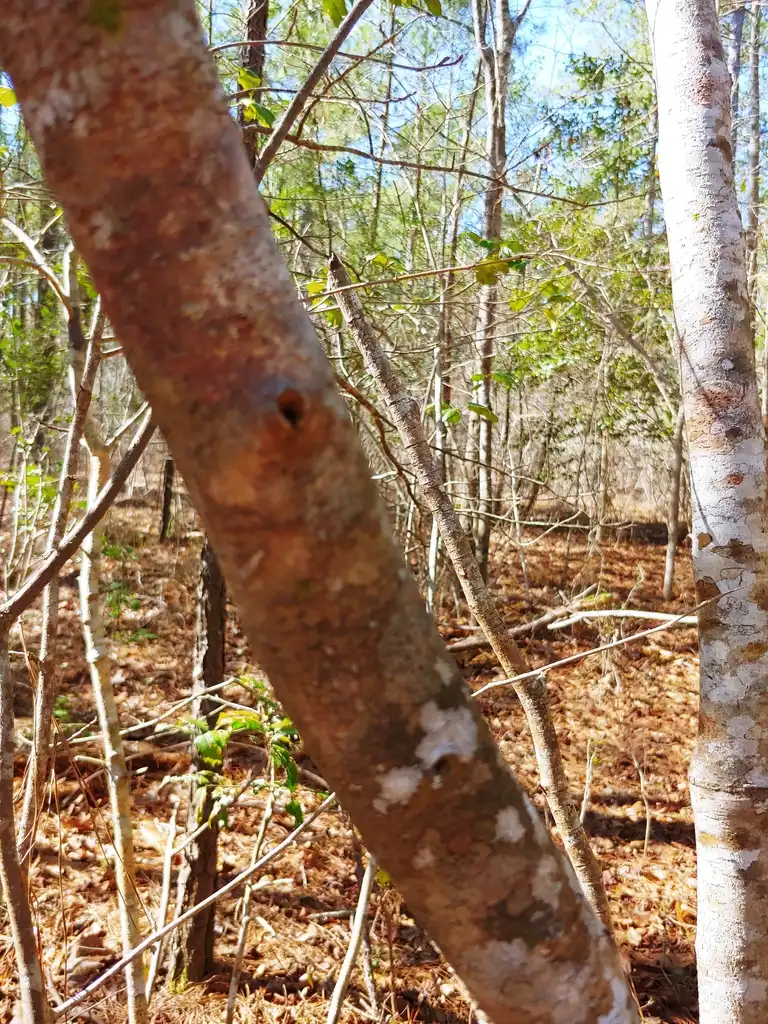 Foto de Hamamelis virginiana - bark in winter Brunswick Nature Park:skdavidson