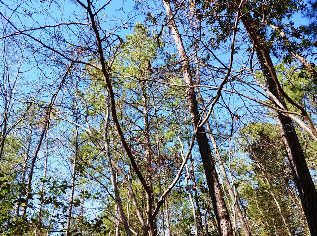 Foto de Hamamelis virginiana - canopy in winter Brunswick Nature Park:skdavidson