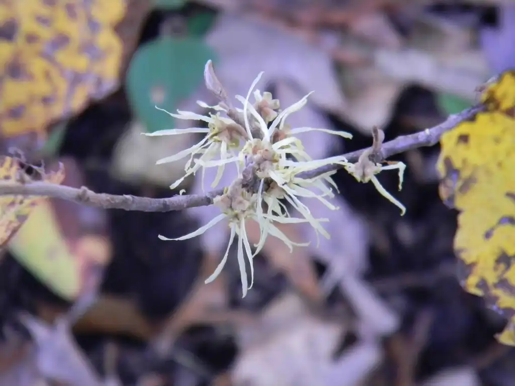 Foto de Hamamelis virginiana - 'Little Suzie' Flower close-up (Buncombe County, NC):Randy Harter
