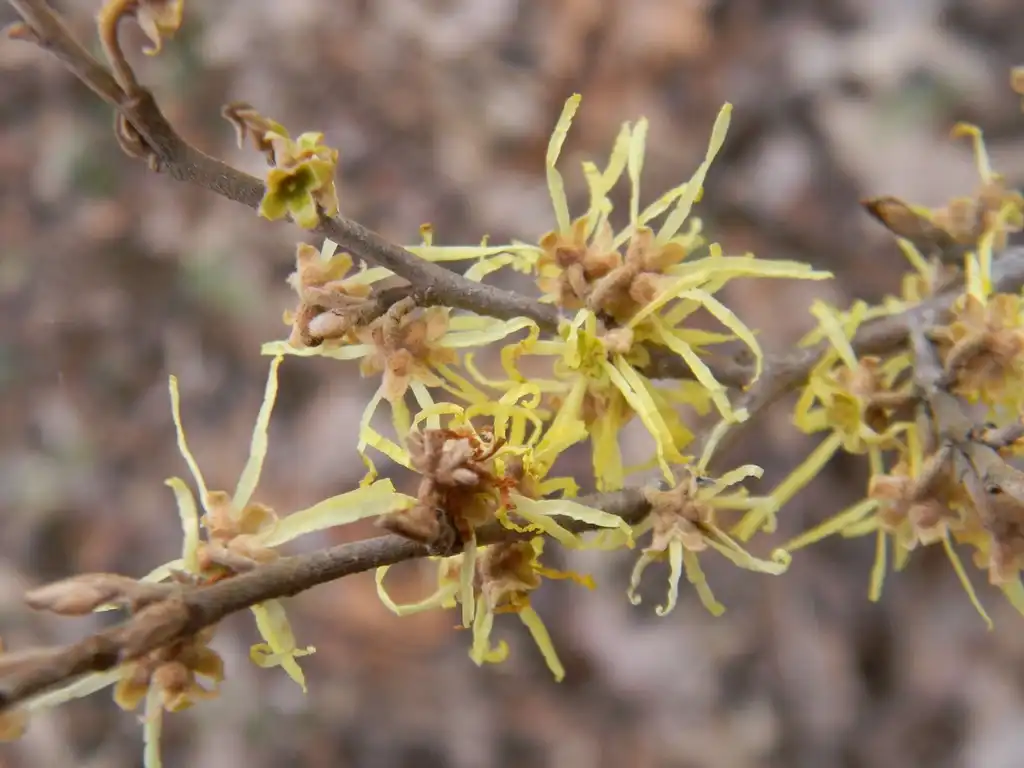 Foto de Hamamelis virginiana - 'Little Suzie' Flower and stem (Buncombe County, NC):Randy Harter