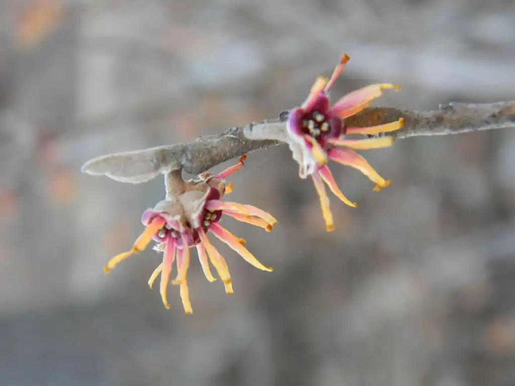 Foto de Hamamelis virginiana - Flower and stem (Buncombe County, NC):Randy Harter
