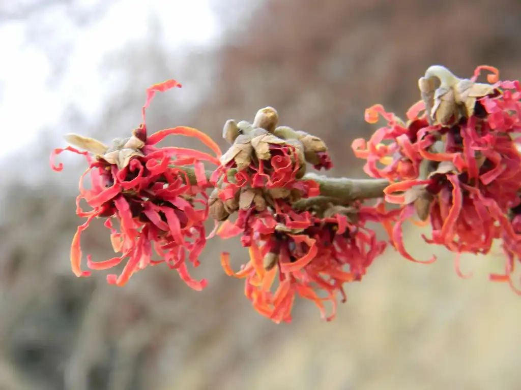 Фото Hamamelis x intermedia 'Jelena' (Hamamelis x intermedia 'Jelena's)