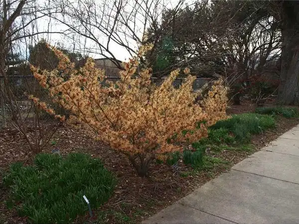 Foto de Hamamelis x intermedia (Hamamelis x intermedias)