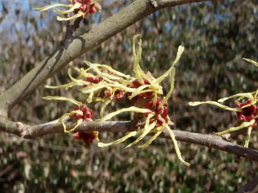 Foto de Hamamelis x intermedia (Hamamelis x intermedias)