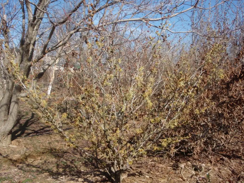Foto de Hamamelis x intermedia - 'Sunburst' Form:Jim Robbins