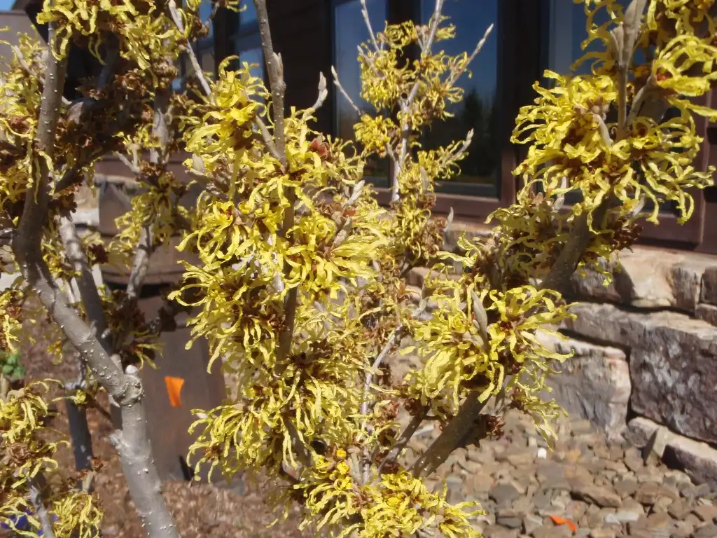 Foto de Hamamelis x intermedia - 'Arnold Promise' Flower:Jim Robbins