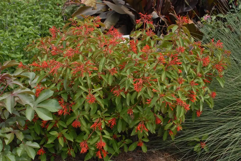 Photo of Hamelia patens (Hamelia patenss)
