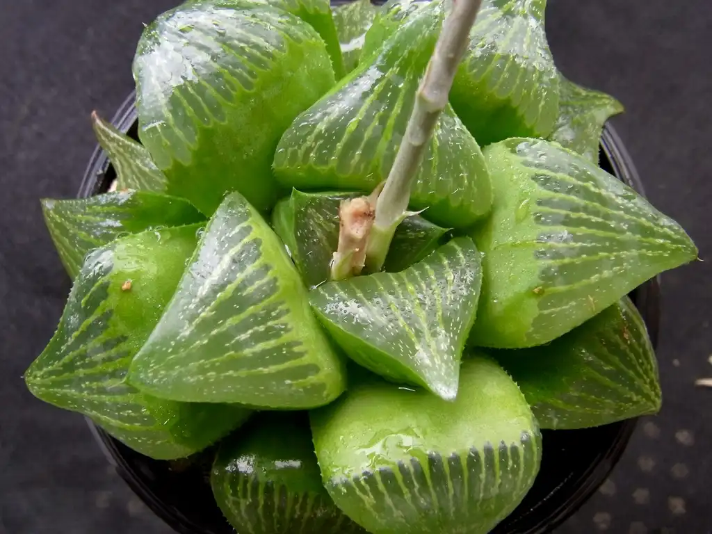 Photo of Haworthia retusa (Haworthia retusas)
