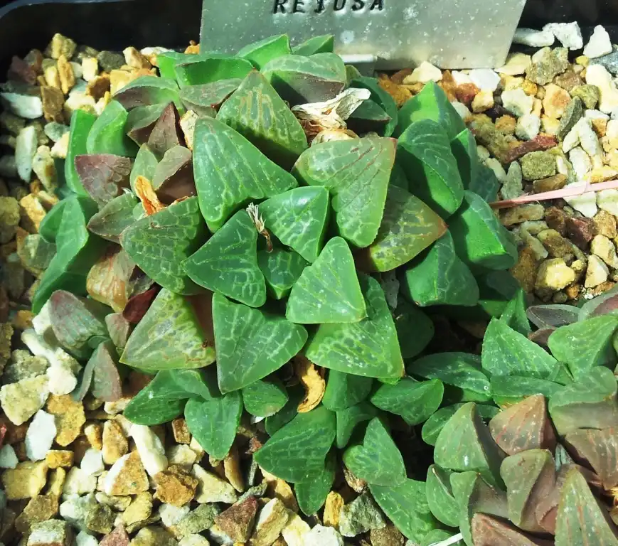 Photo of Haworthia retusa (Haworthia retusas)