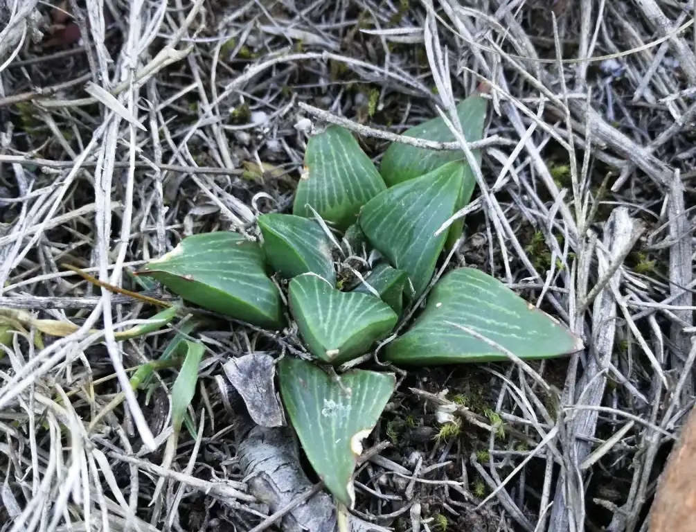 Photo of Haworthia retusa - Form:Abu Shawka