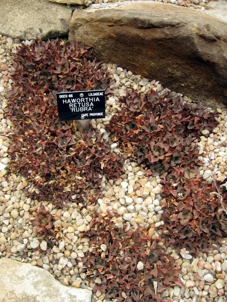 Photo of Haworthia retusa - Form:Dun Holm