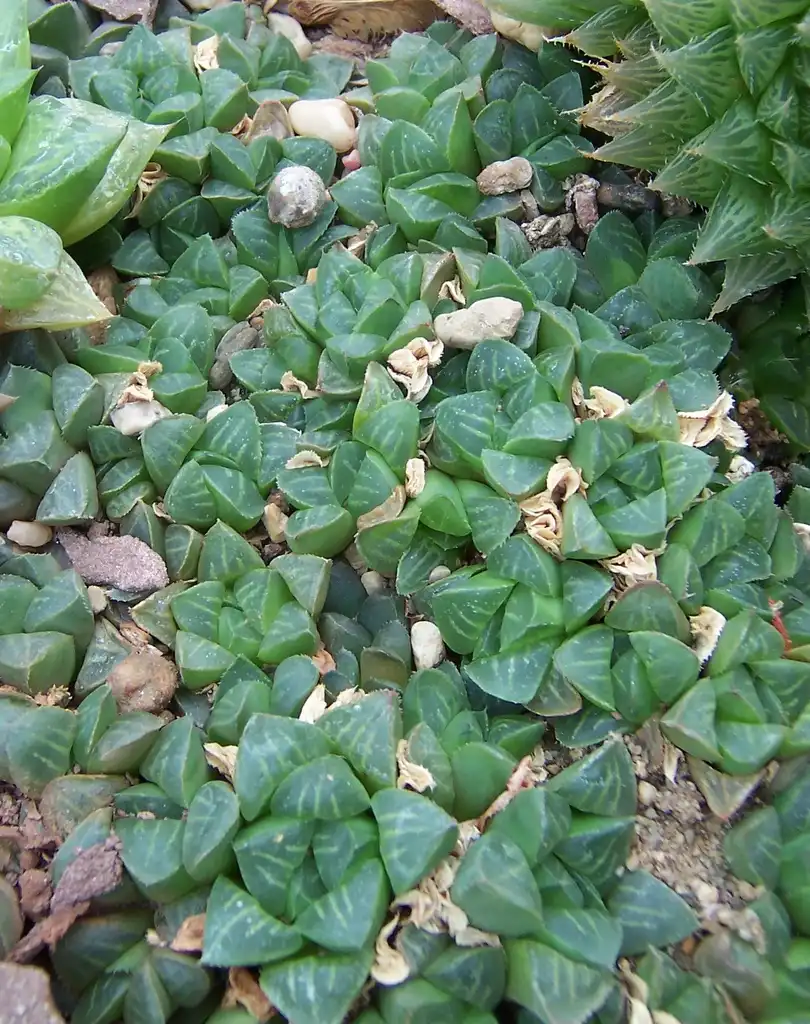 Photo of Haworthia retusa - Form:Dysmorodrepanis