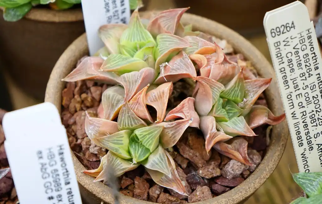 Photo of Haworthia retusa - Form:Eria Wei