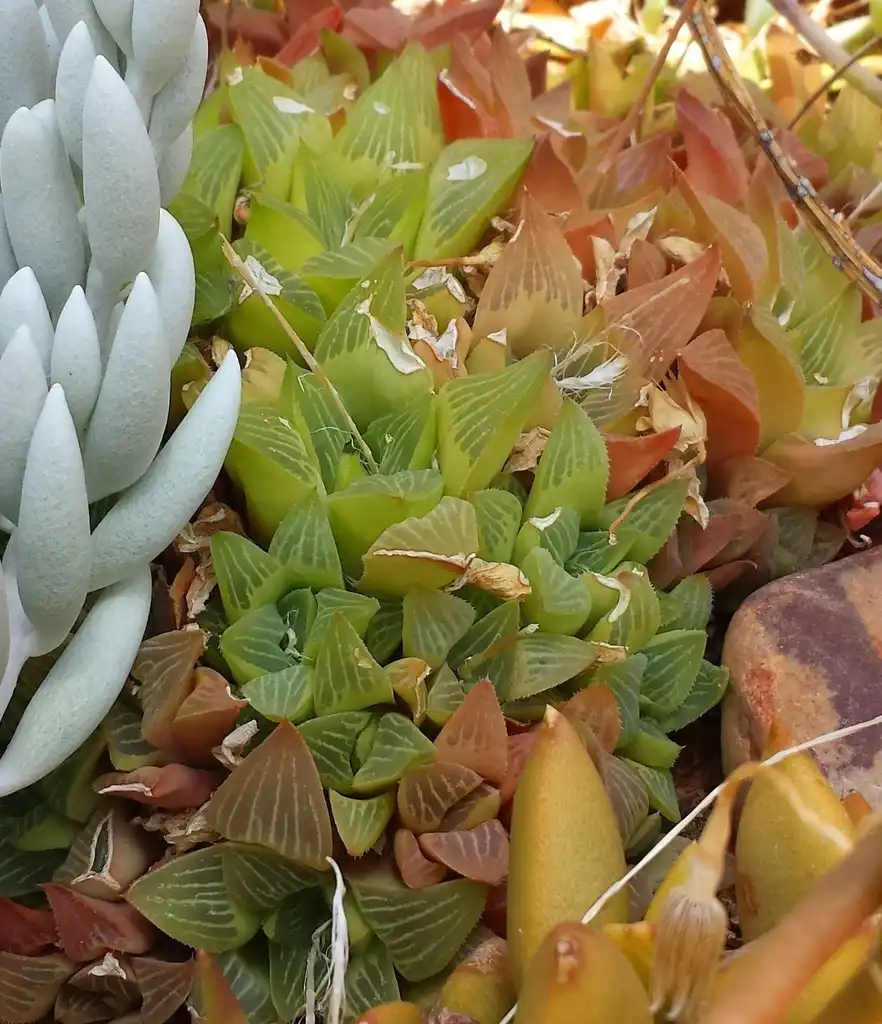 Photo of Haworthia retusa - Form:Abu Shawka
