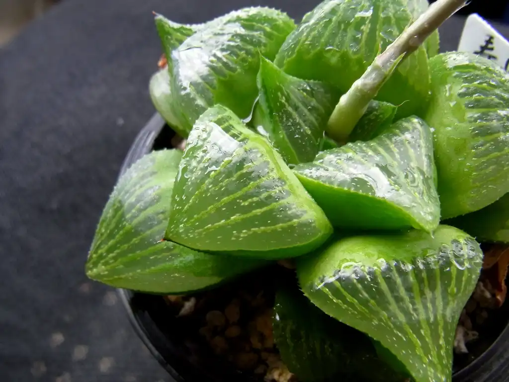 Photo of Haworthia retusa - Form:salchuiwt