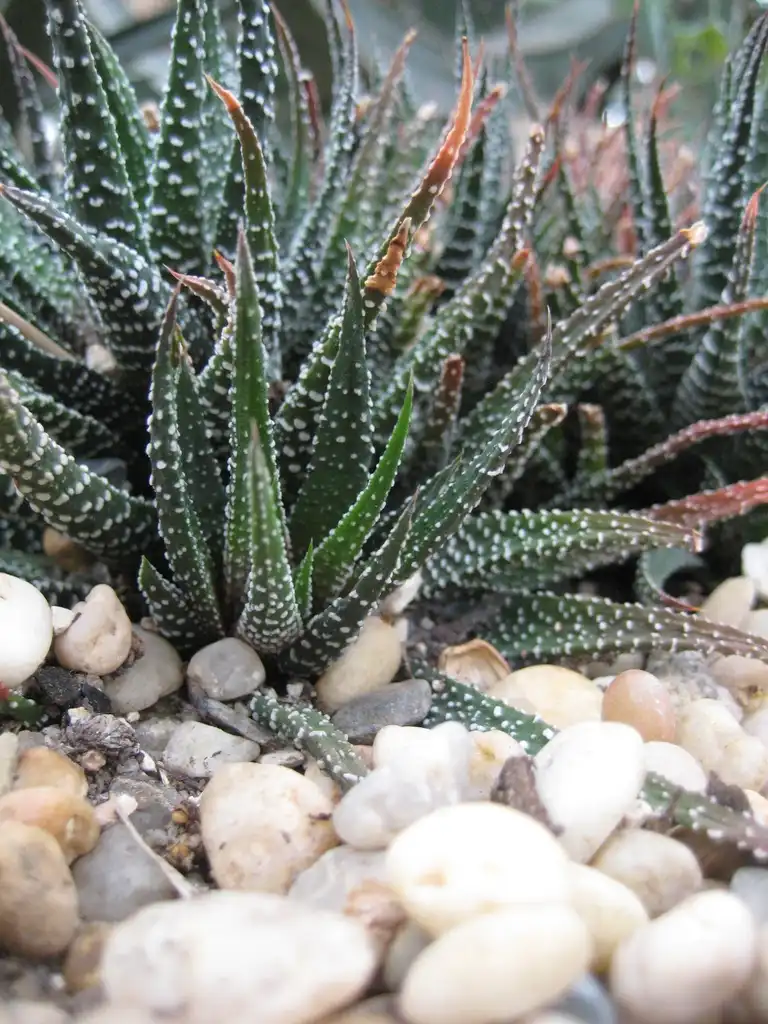 Фото Haworthiopsis attenuata (Haworthiopsis attenuatas)