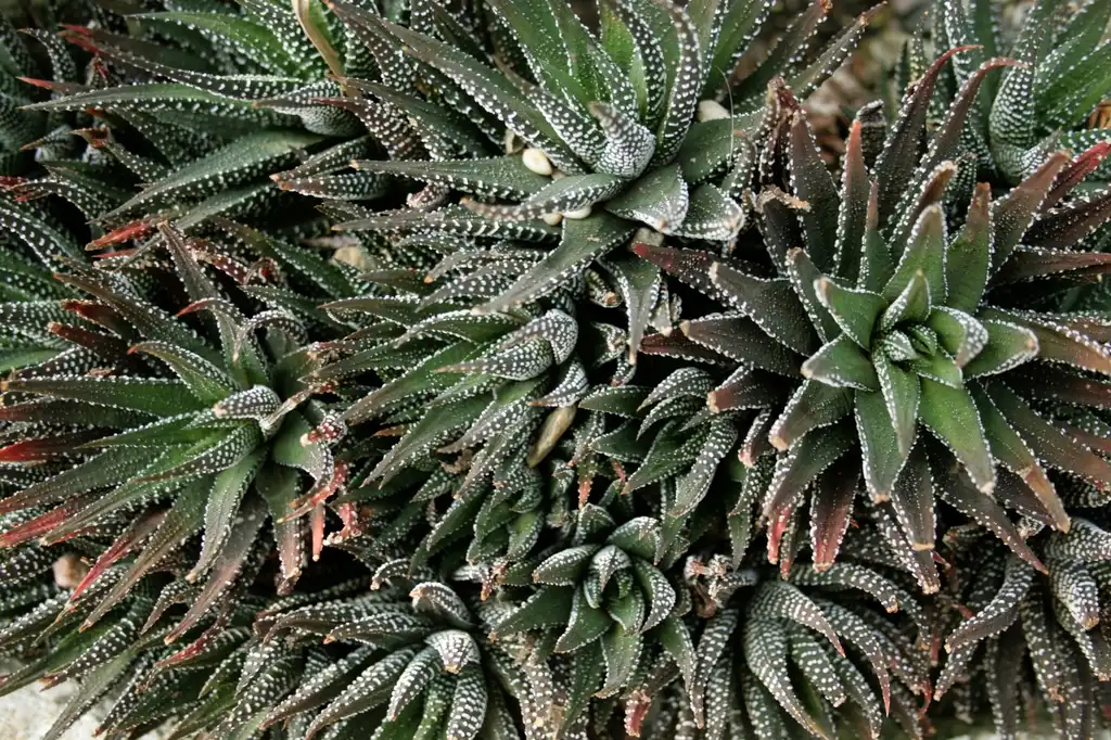 Фото Haworthiopsis attenuata (Haworthiopsis attenuatas)