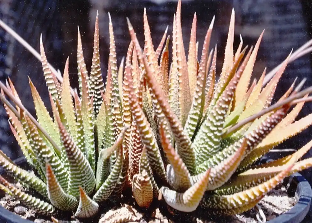 Фото Haworthiopsis attenuata - Form:Abu Shawka