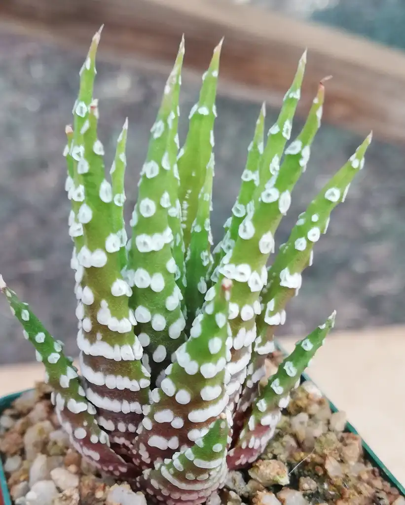 Фото Haworthiopsis attenuata - Form:S Molteno