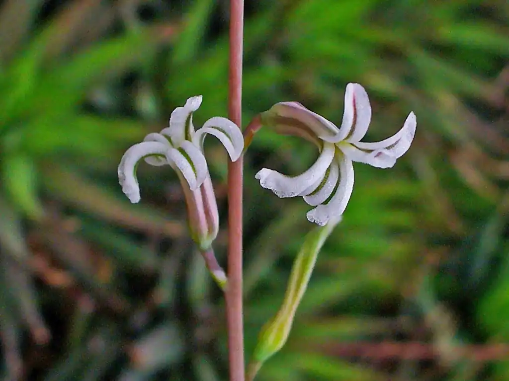 Фото Haworthiopsis attenuata - Flower:H. Zell