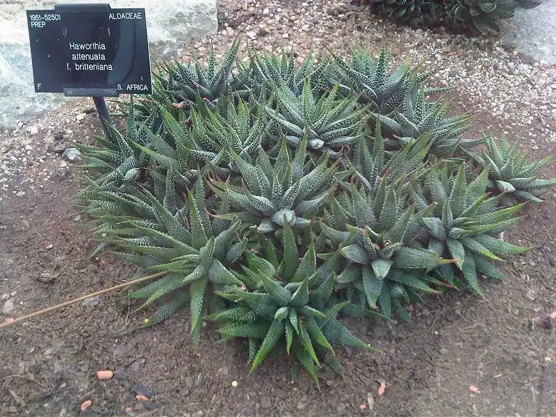 Фото Haworthiopsis attenuata - Form:Emőke Dénes