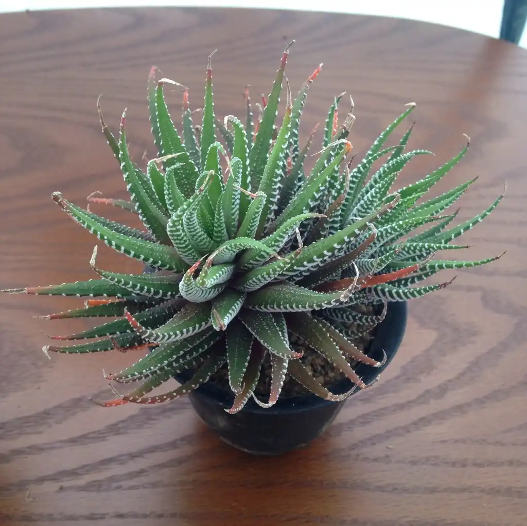 Photo of Haworthiopsis fasciata (Haworthiopsis fasciatas)