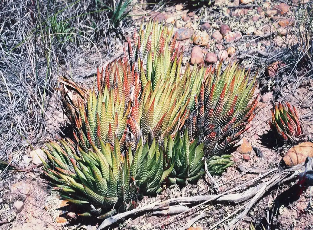 Photo of Haworthiopsis fasciata (Haworthiopsis fasciatas)
