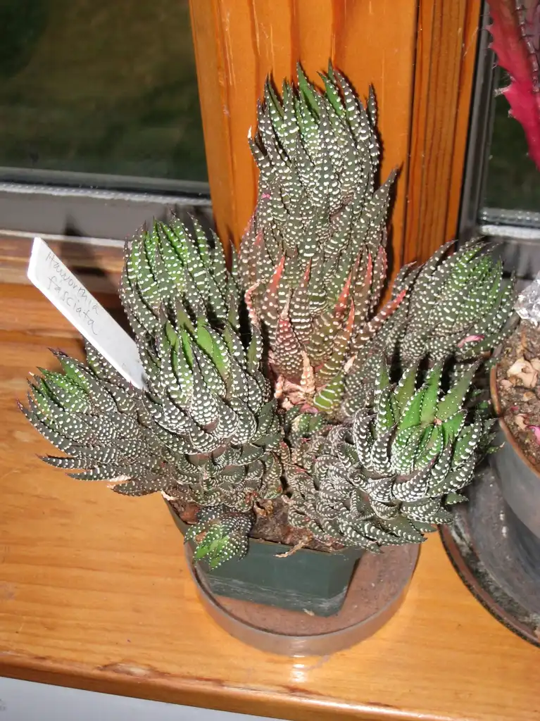 Photo of Haworthiopsis fasciata - Form:Daderot