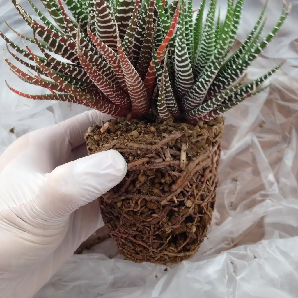 Photo of Haworthiopsis fasciata - Form:i05