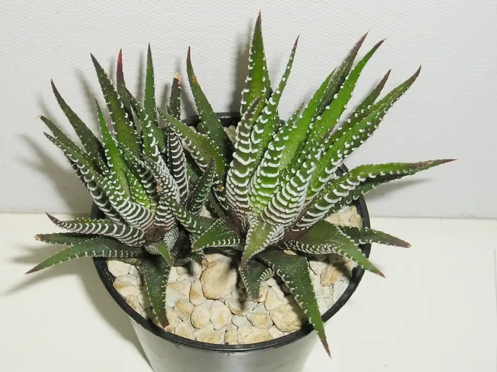 Photo of Haworthiopsis fasciata - Form:Maja Dumat