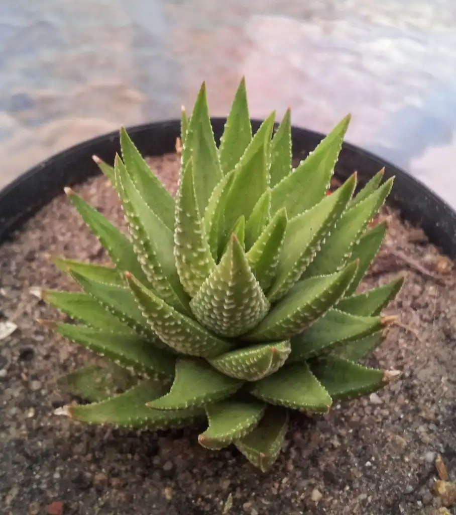 Photo of Haworthiopsis fasciata - Form:S Molteno