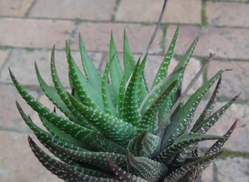 Photo of Haworthiopsis fasciata - Form:Abu Shawka