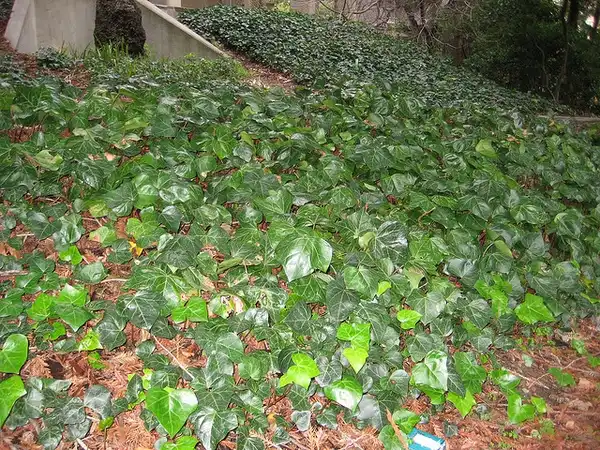 Foto de Hedera canariensis (Hedera canariensiss)