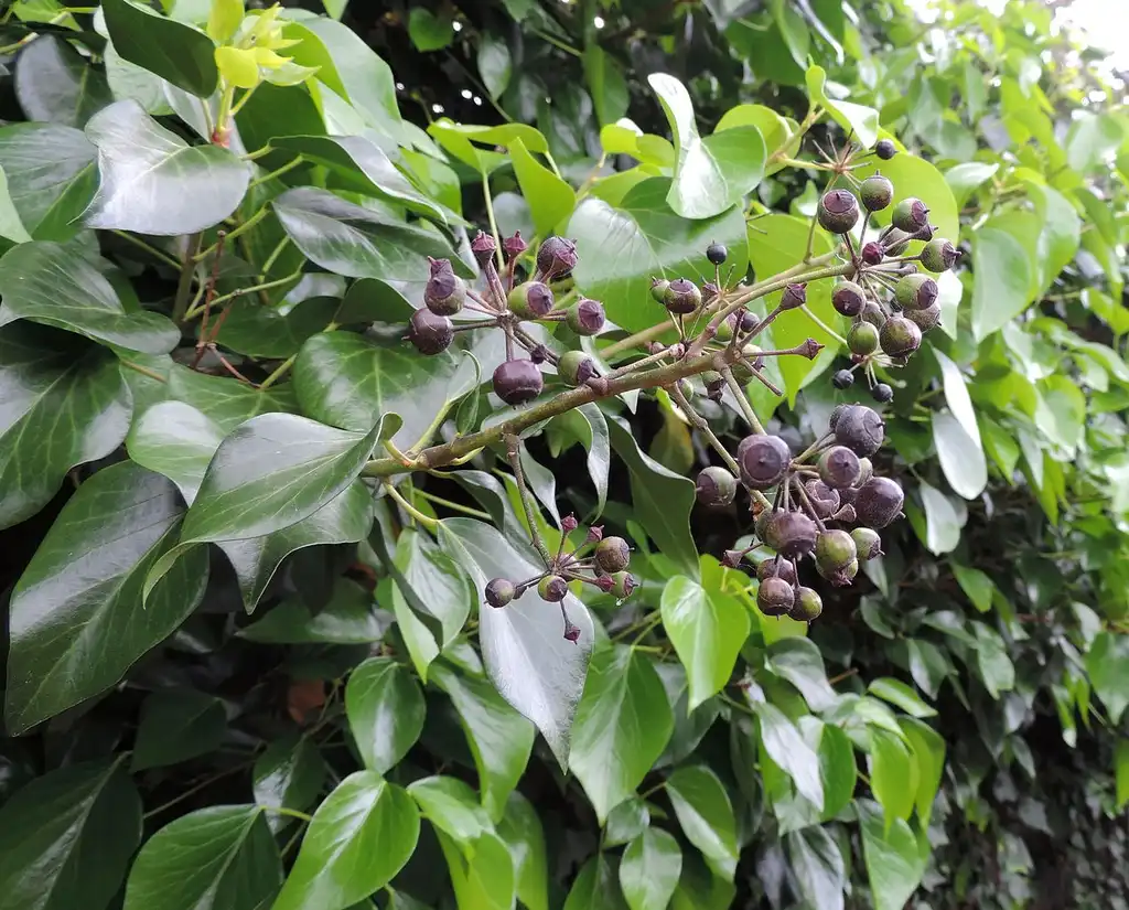 Foto de Hedera canariensis (Hedera canariensiss)