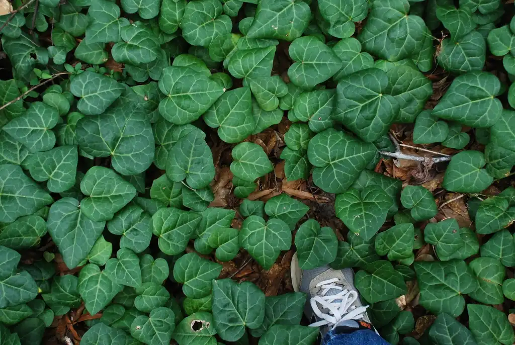 Фото Hedera colchica (Hedera colchicas)