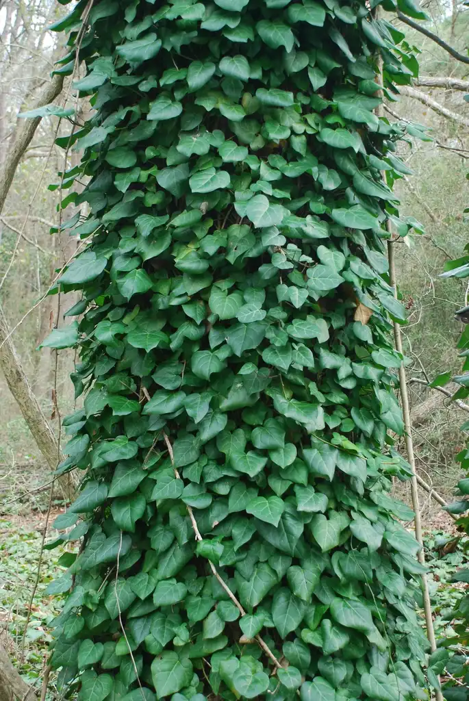 Фото Hedera colchica (Hedera colchicas)