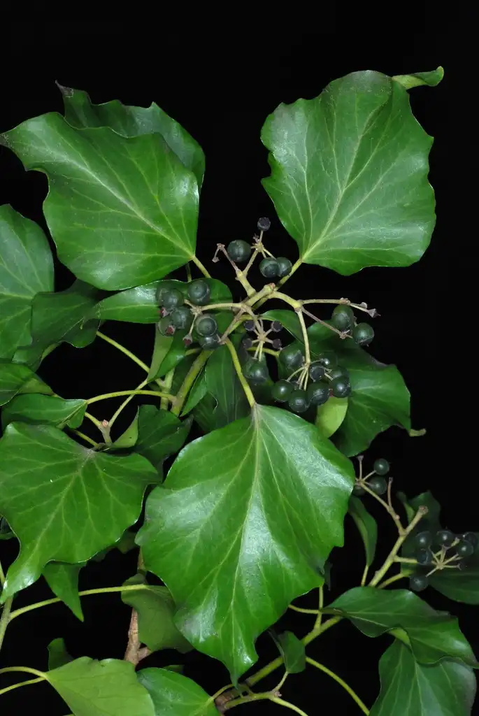 Фото Hedera colchica - Leaves and fruit (Kershaw County, SC)-Early Spring:Douglas Goldman, USDA
