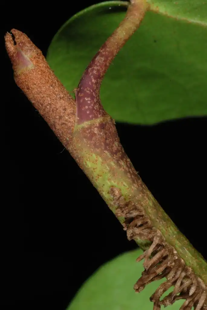 Фото Hedera colchica - Stem with aerial roots (Kershaw County, SC)-Early Spring:Douglas Goldman, USDA