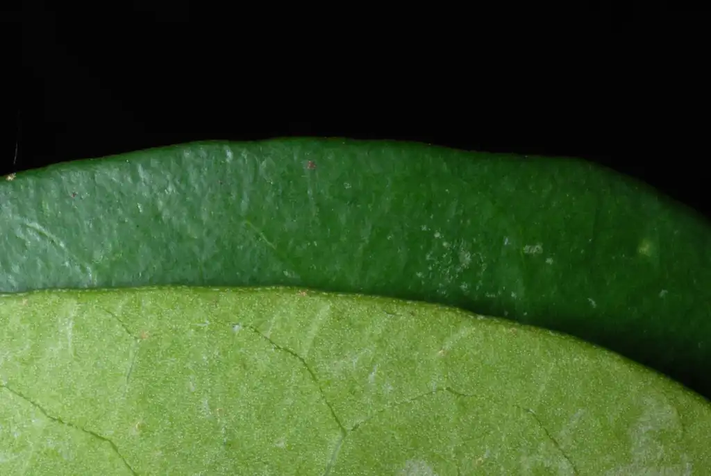 Фото Hedera colchica - Front and back of leaf (Kershaw County, SC)-Early Spring:Douglas Goldman, USDA