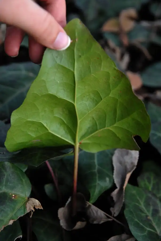 Фото Hedera colchica - Underside of leaf during winter:Glenn Wagstaff