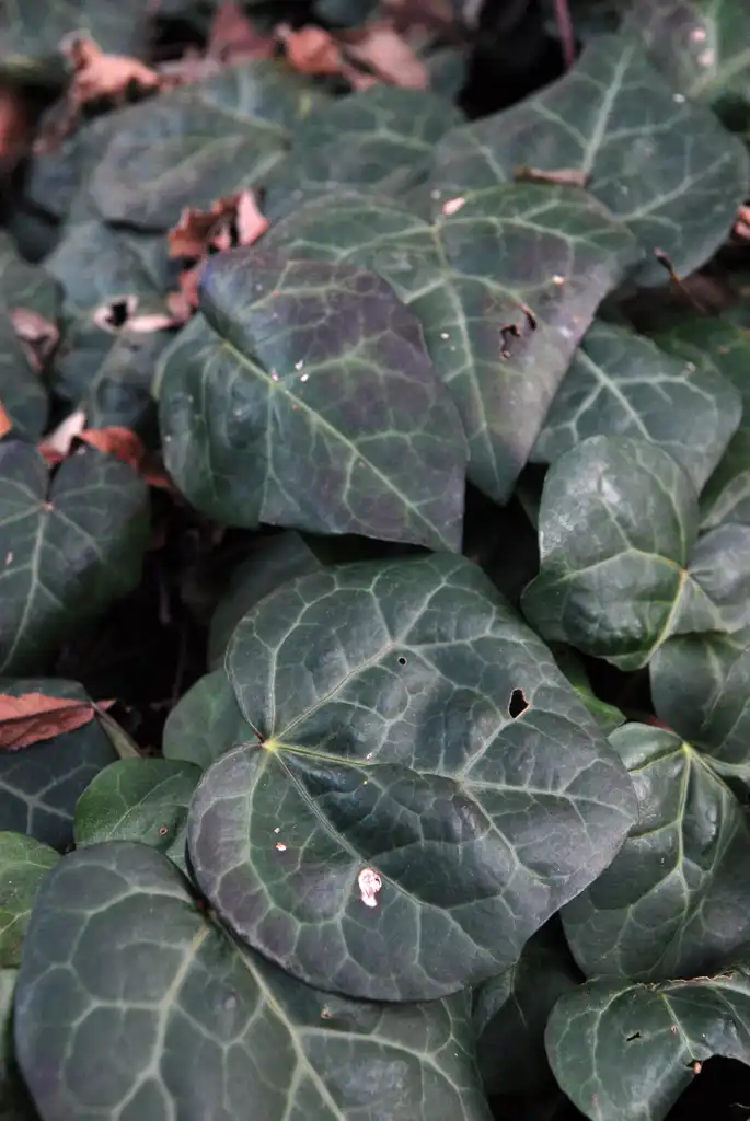 Фото Hedera colchica - Top of leaf detail during winter:Glenn Wagstaff