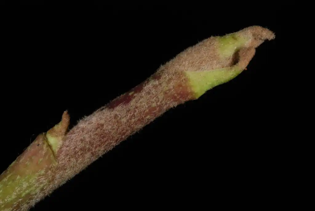 Photo of Hedera helix (Hedera helixs)